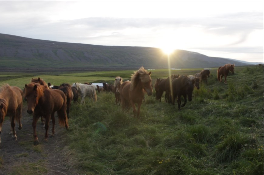 Erikan seikkailut Islannissa