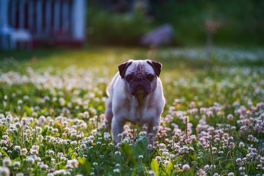 Rakas Floki ~2011 (Espanja)-21.2.2025