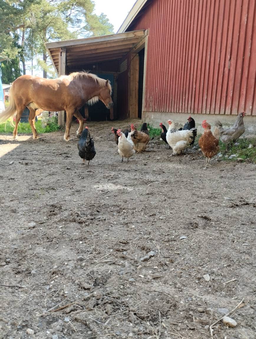 Hyvästi Puolalahti, tervetuloa Ristolaan!