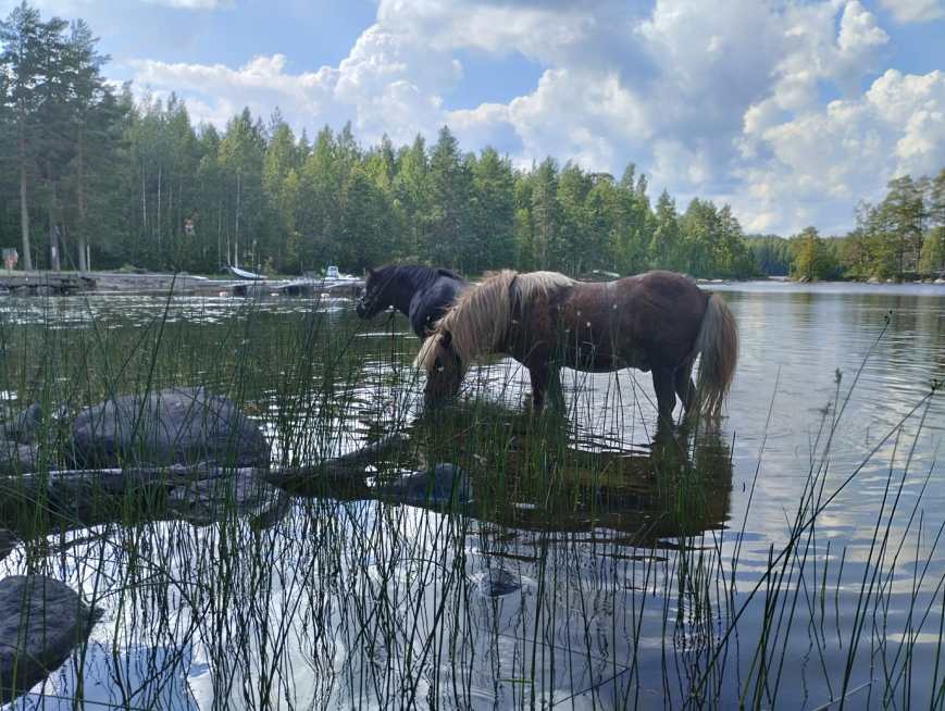 Elokuu 2025 kuulumisia