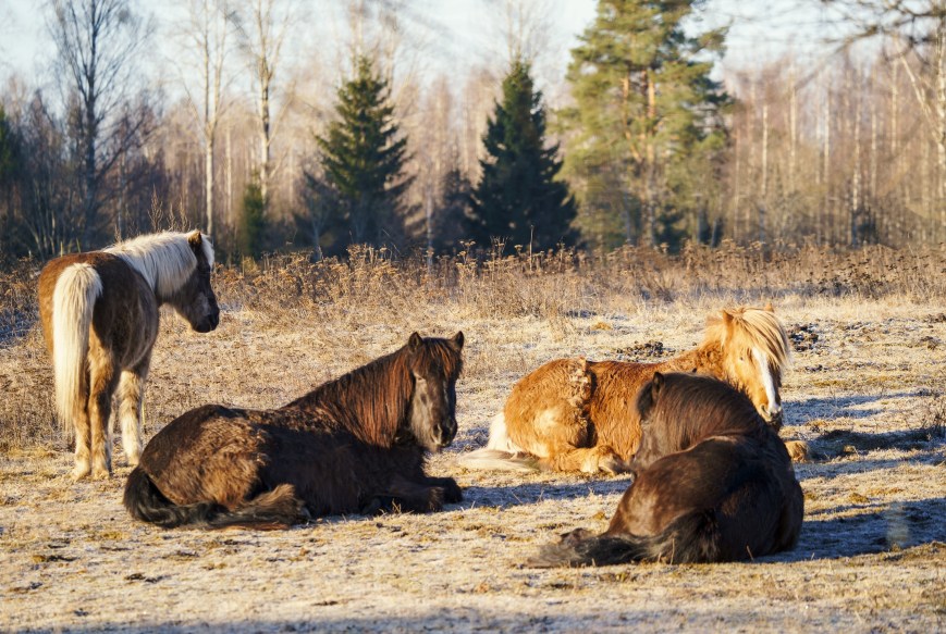 Kevään aamut=parasta